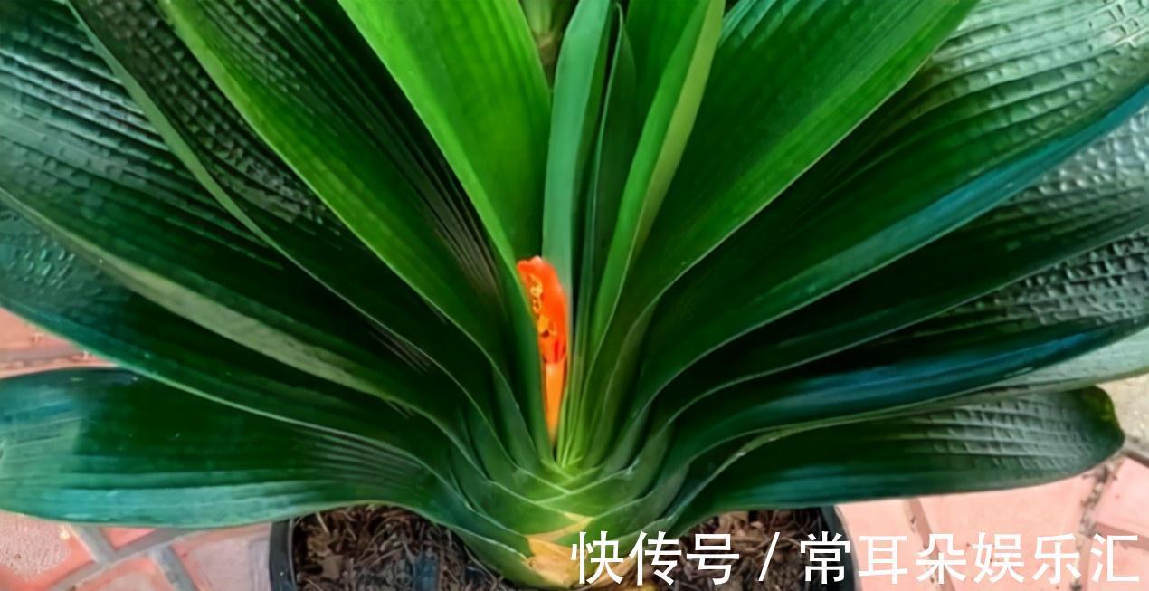 浇水|4个“因素”影响君子兰开花,如果操作不当,就会出现“夹箭”