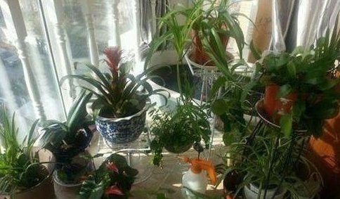 不少|聪明人养花,这3种“花”怎样也要养一盆,每年能省不少医药费
