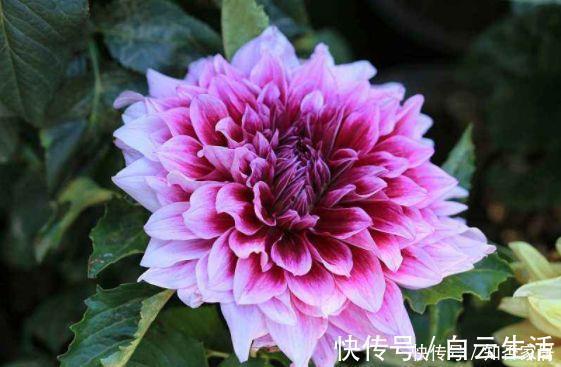 仙气十足的几款花卉,繁花似锦,花开一茬又一茬,美极了