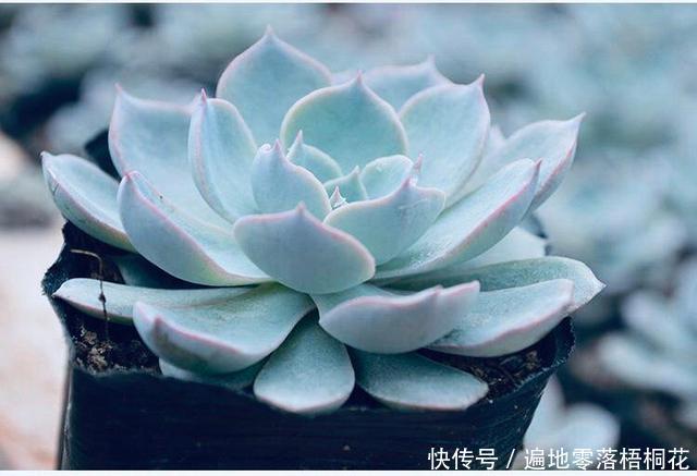 意境|10款意境深远的蓝色系多肉!养成老桩美呆了!越养越爱!