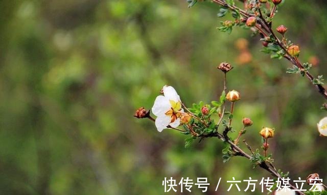 杜鹃花|青海夏季的山坡是这么的美丽，杜鹃花是最好的花