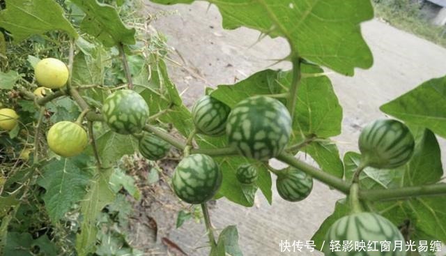 山坡下,1种植物叶片有刺,被称为“刺天茄”,结出黄果子,珍贵