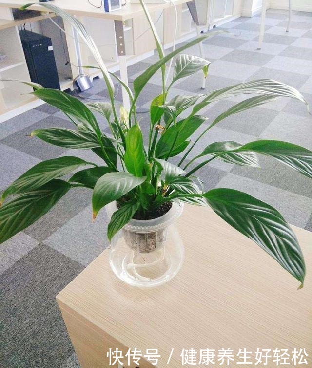 这3种花夏天一定要远离阳台,否则晒几个小时就会枯萎,满盆黄叶!