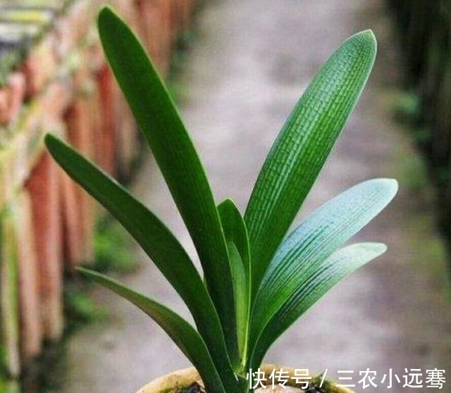 君子兰出现烂根的情况怎么办?