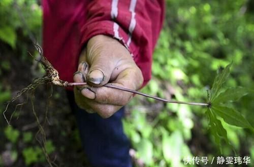 三味药，暖了中国人的肾，从此肾虚、尿频、尿急不在是烦恼！