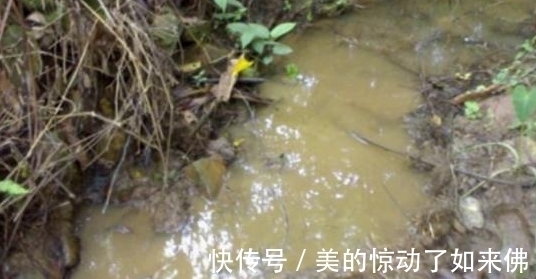 农村小伙挖到一窝野生鱼，有人说是塘虱，更有人说是七星鱼