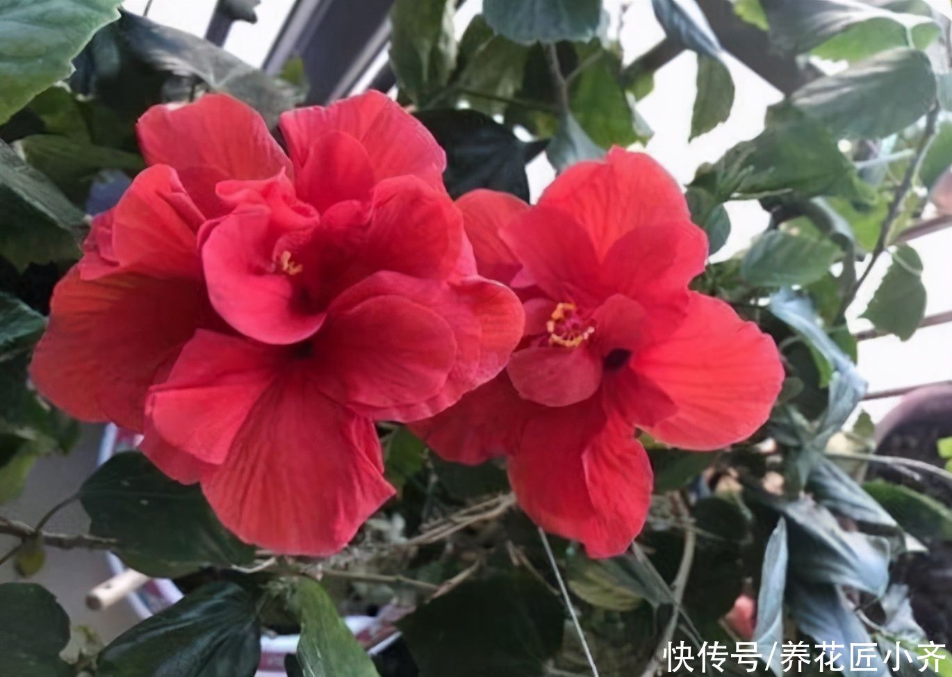  5种欠修理的花，开完花要“狠剪”，才能继续开花