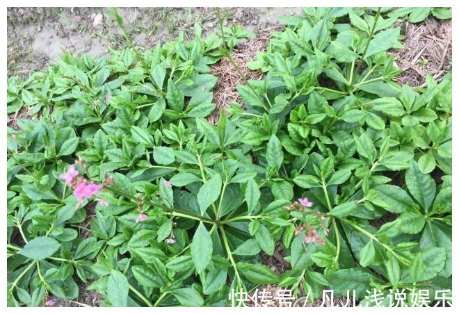 维C|路边这种野菜,人称“土人参”,维C含量是菠菜30倍,夏天别错