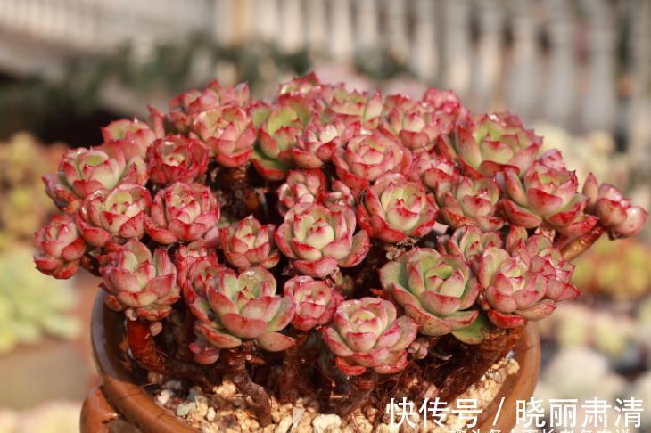 多肉蜡牡丹和红化妆,一个长得美却容易生病,一个好养但样貌差点