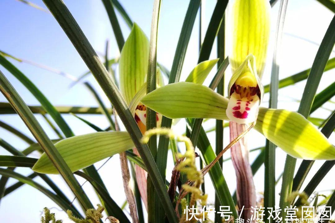 兰花春化的技巧,谨防花苞在冬眠期复苏,新手兰友想做却不敢做