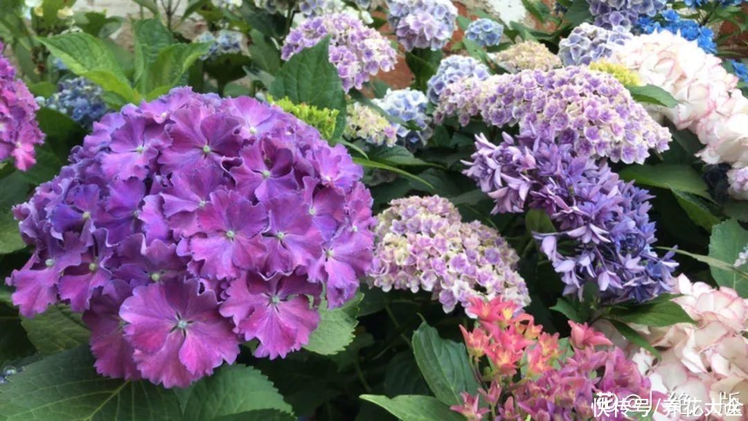修剪|8月后，6种花别修剪，小心以后不开花