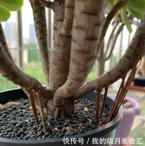 多肉长出气根怎么办,不妨将计就计,为根系打造备胎