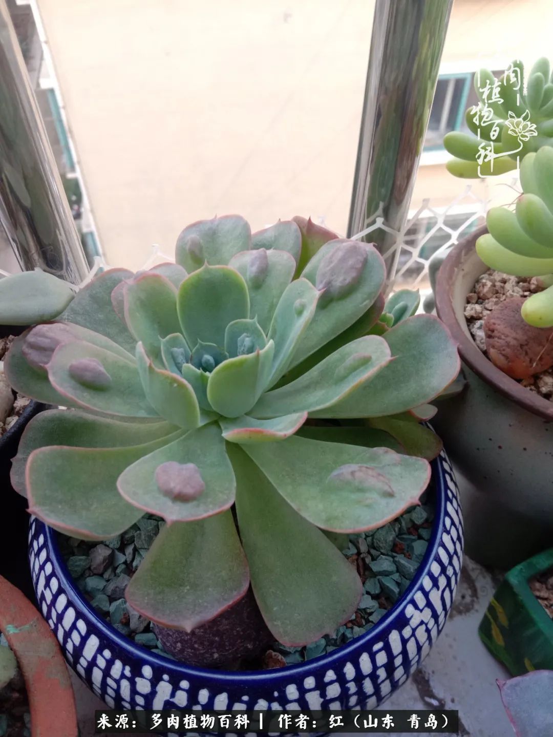 多肉度个夏，回到解放前！曾经有多美，现在就有多丑！