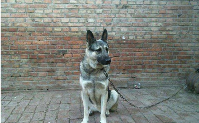 动物|日本侵华时,训练这种动物杀害中国人,如今国内到处都是