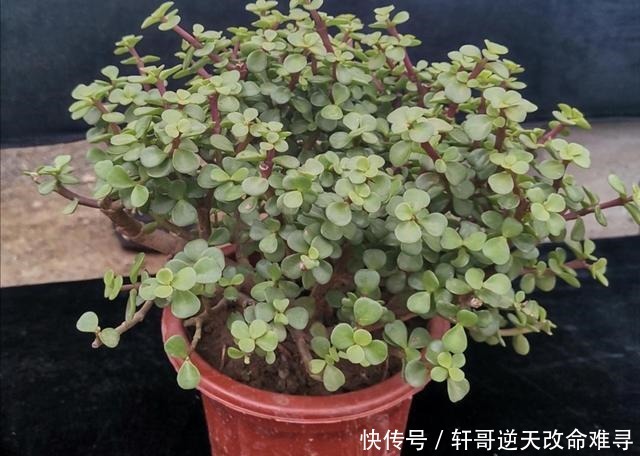 金枝玉叶养成盆景,掌握4个技巧,长得快、株形美!