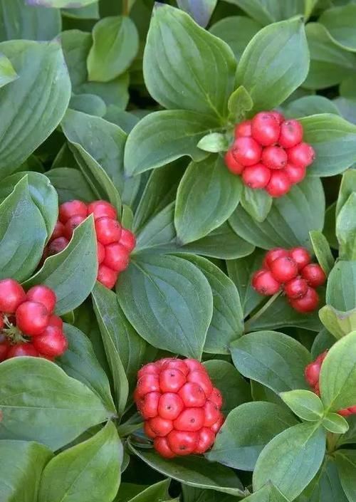 10种出彩的庭院地被花儿，最适合的才是最好的