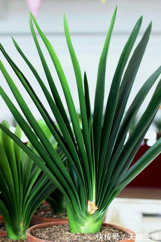 养君子兰要忙起来，翻盆施肥记住“口诀”，生长期长得旺