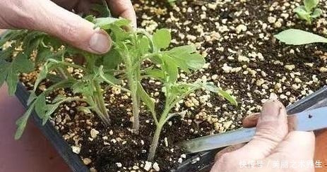 养花就要懂得自制肥,教你2种方法,好用不烧根,一点就够了!