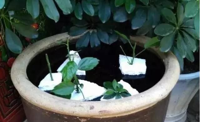 实用|才知道泡沫箱居然还能这么用,再也不扔了,实用妙招,错过可惜