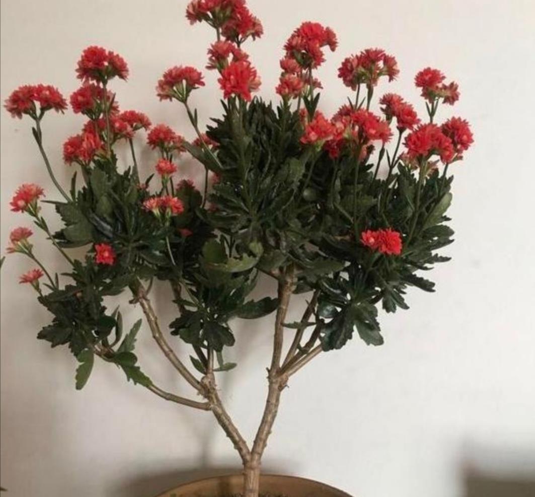 长寿花这样修剪,2年养成老桩,枝头长满花苞