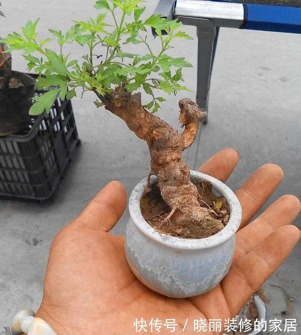 台友们|精辟:黄荆盆景造型,需体会“蟠扎骨架,修剪成型”!