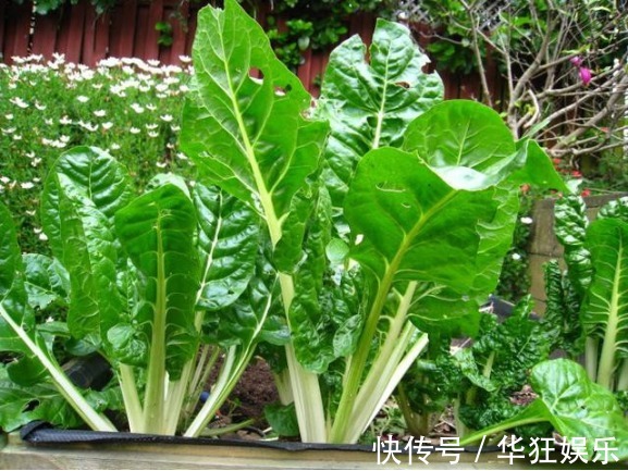 用处|别乱吃甜菜,常吃甜菜对人体的用处,你知道甜菜的好处吗