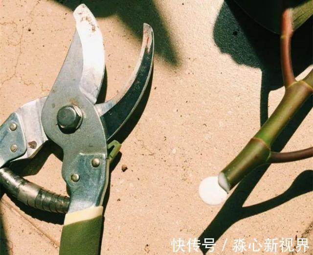 植株|园艺师教你！夏天养花“学1招”，养20天有惊喜，新枝多、开花多