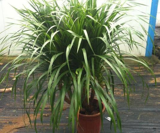 很贵的“3种树”,不想买就扦插,1根枝条扔盆里,16天生根冒芽