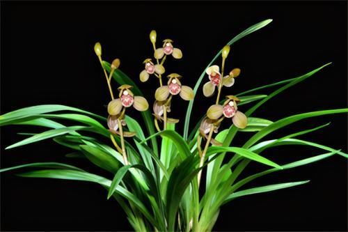 根系|冬天养兰花,要正确浇水,小心伤了“根本”,花期不开花