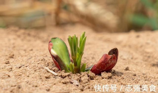 茄碱|4种食物发芽后,不仅没“毒”,营养反而增加