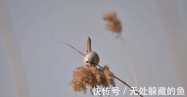 胡须$文须雀每年都来宛平湖越冬!