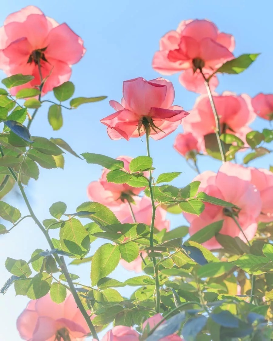 花会开，天也会蓝