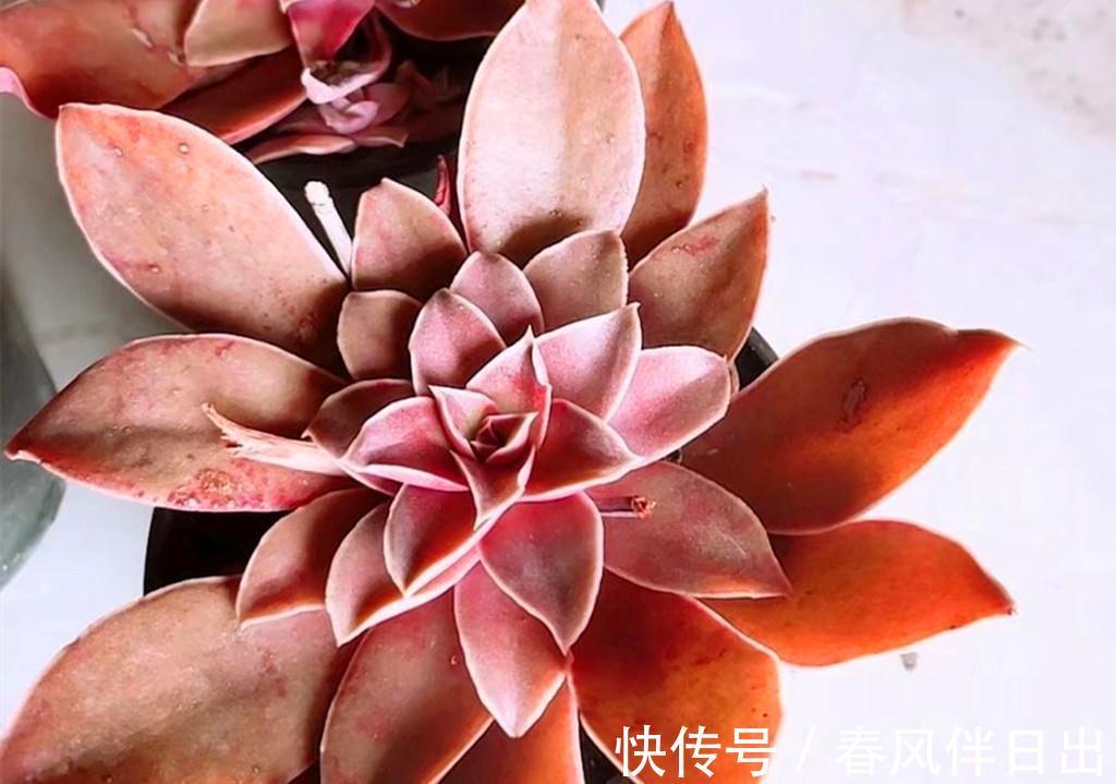多肉界从不以瘦为美,环肥才是王道,把多肉养胖有三个高招