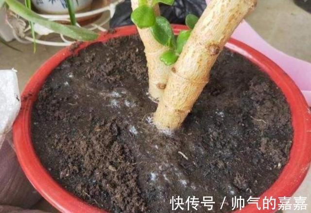 给花卉换盆，多做1个“小动作”，避免出现烂根黄叶