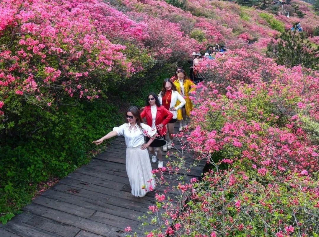 人间四月天，麻城看杜鹃！龟峰山十万亩古杜鹃盛开迎五一