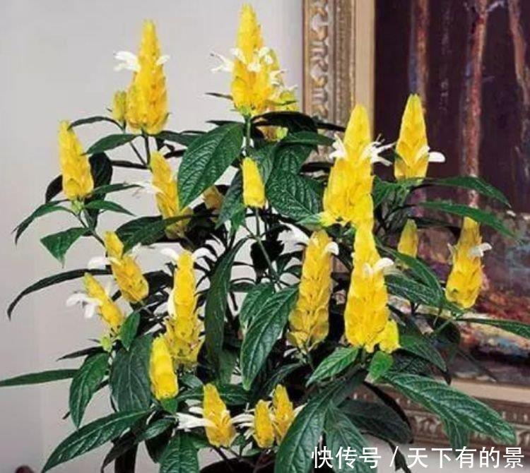 4种漂亮花，好养易活能爆盆，开花漂亮财运来，一养就上瘾