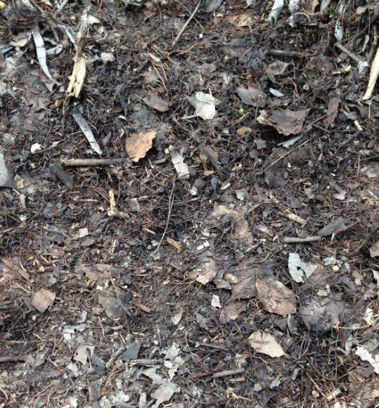 养花没土不用愁 老园丁分享3种配土秘方 便宜又好用不输高价土 快资讯