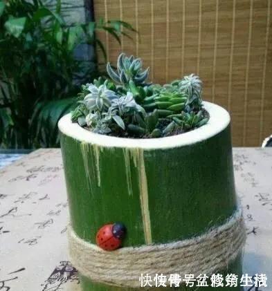 旧物|家中旧物拿来养花,1个花盆也不用买,种了满屋的花,漂亮实用