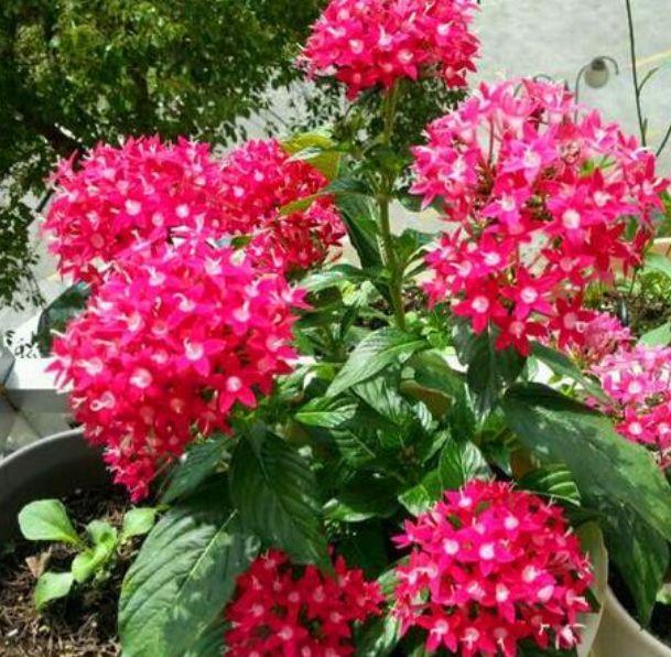 花期超长的5种花,一开就是200天,人见人爱,赏花不能停