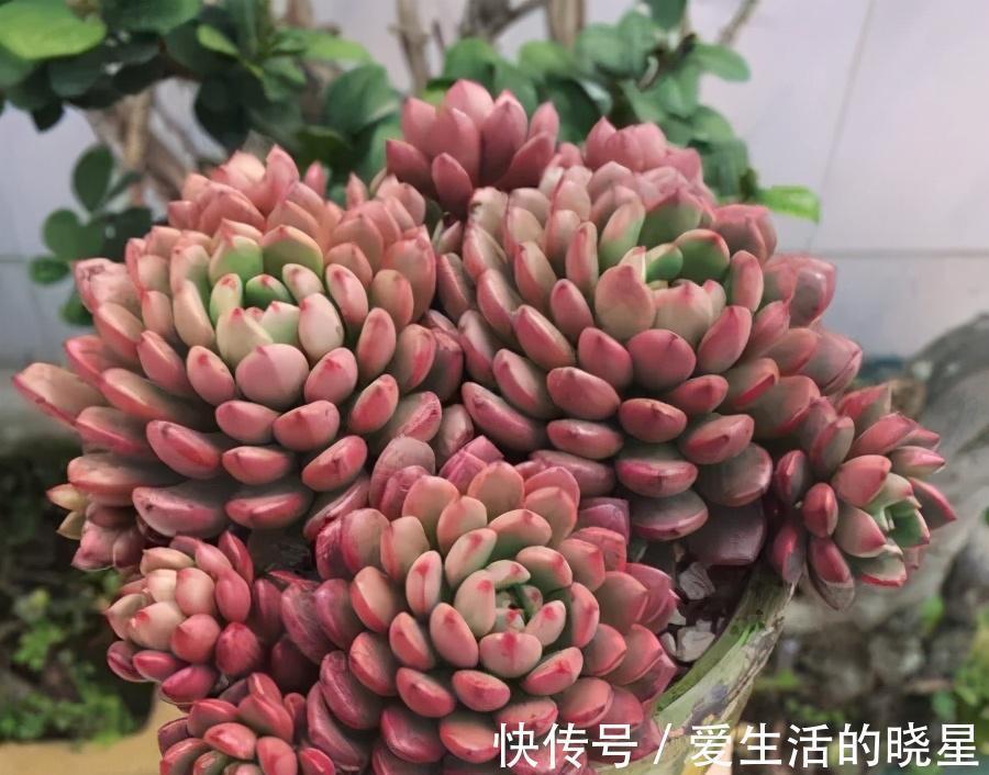 光照|教你4招养多肉红宝石,颜色鲜红靓丽,还能养成群生手捧花