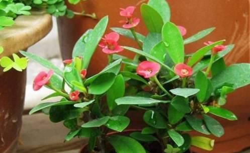 家家都有的调味料,用来养花,杀菌消毒不长虫,花期延长好几倍!