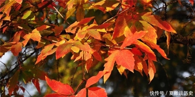 晚秋情诗小山词：红叶黄花秋意晚