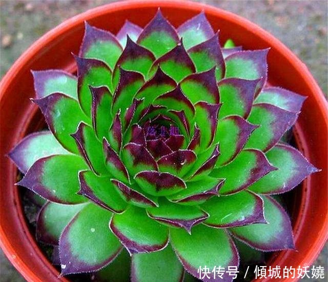 爆盆|观音莲度夏很简单,紧抓4个细节,不烂根不徒长,秋天长爆盆