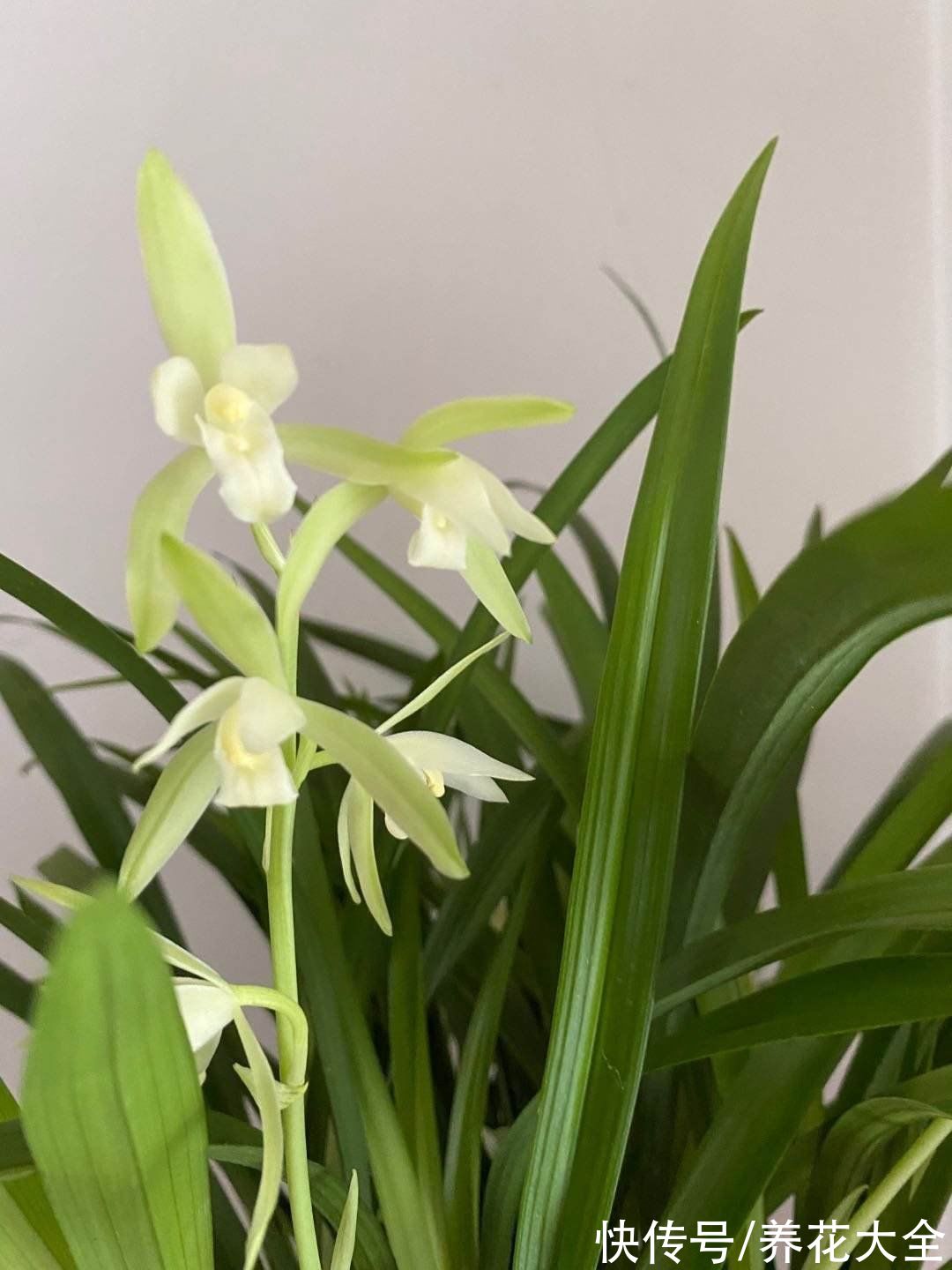 施肥|养兰花，4个误区不能进，千万别被忽悠