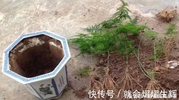花卉换盆时，这些没做好，就等于白换了