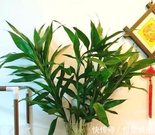 富贵竹离不开这种水,加一点,不烂根、不黄叶,家里吉祥富贵