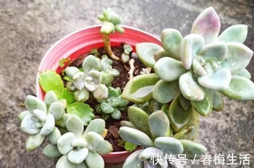 繁殖|多肉冬美人特好养,掰一枝插小盆里胖乎乎很可爱,插大盆里则能轻松爆盆