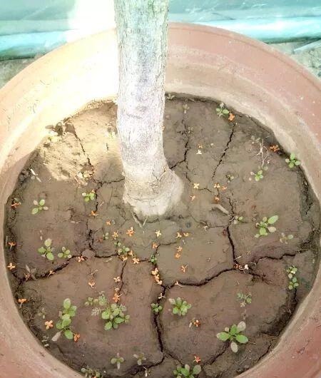 有机肥|花土硬得像石头,烂根又黄叶,灌点它很快变松软,不用换土!