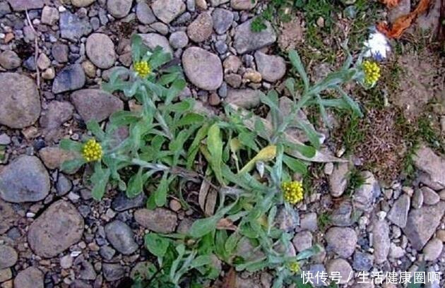 长在田埂上的“它”,看到别拔了,如今很珍贵,拔1棵少1棵!