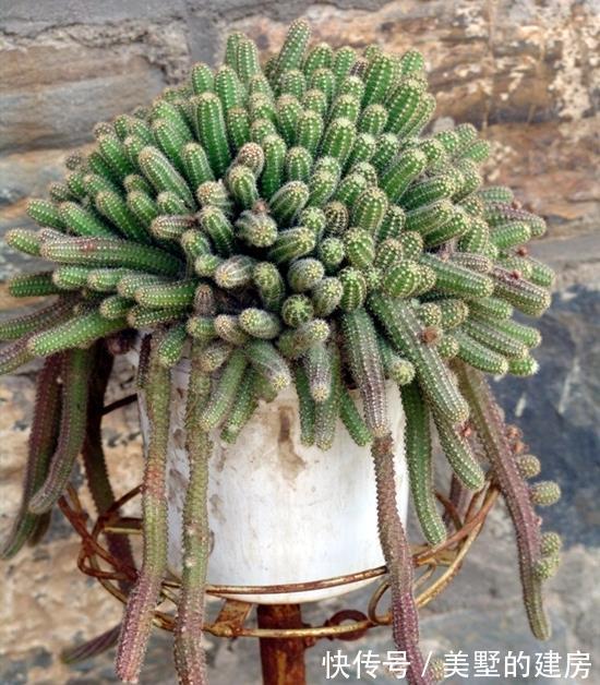 效果|仙人指的爆盆小窍门,爆满盆的效果真是好